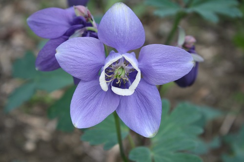 Первый слайд