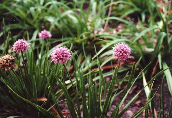 Первый слайд