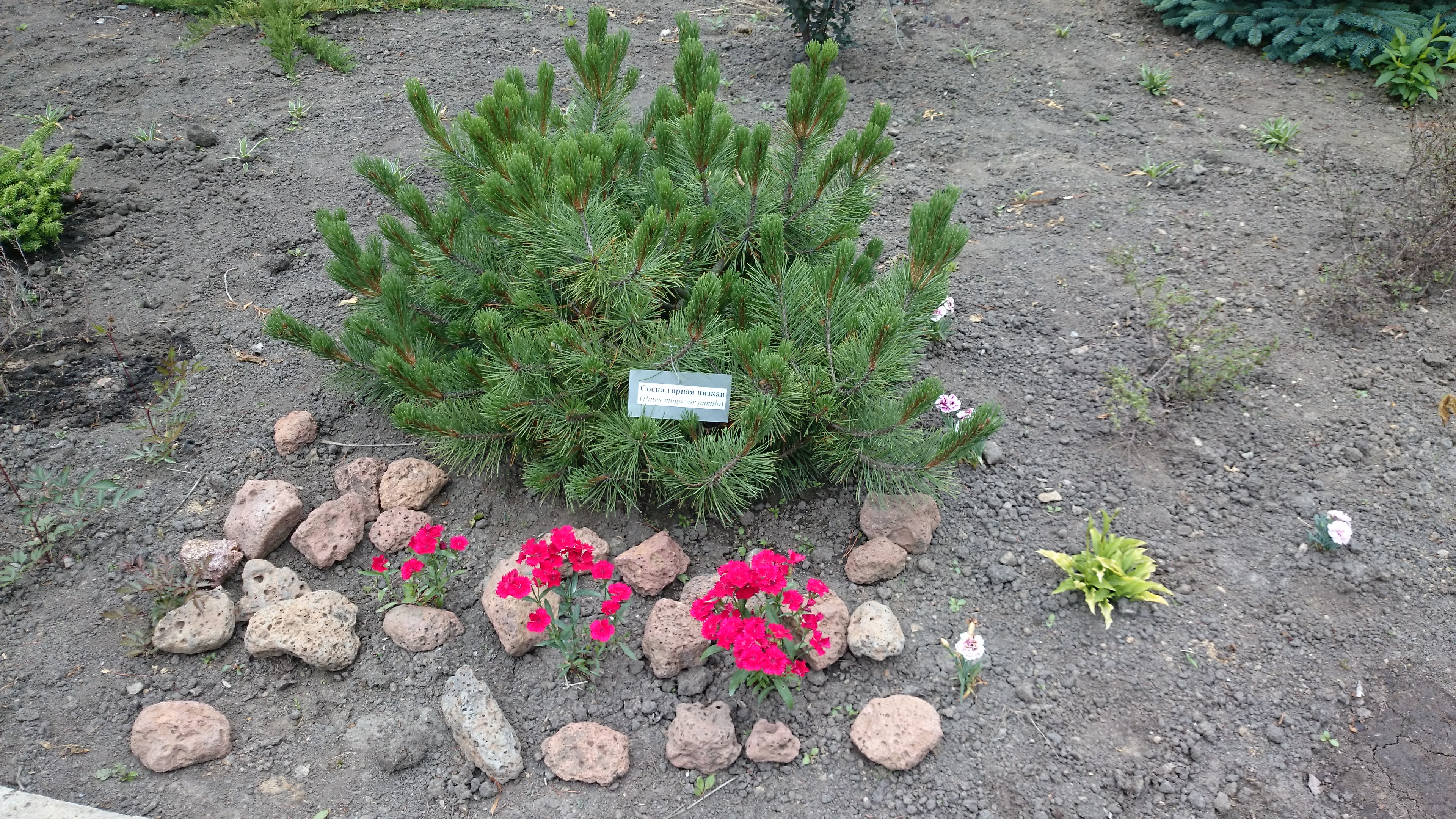 Первый слайд