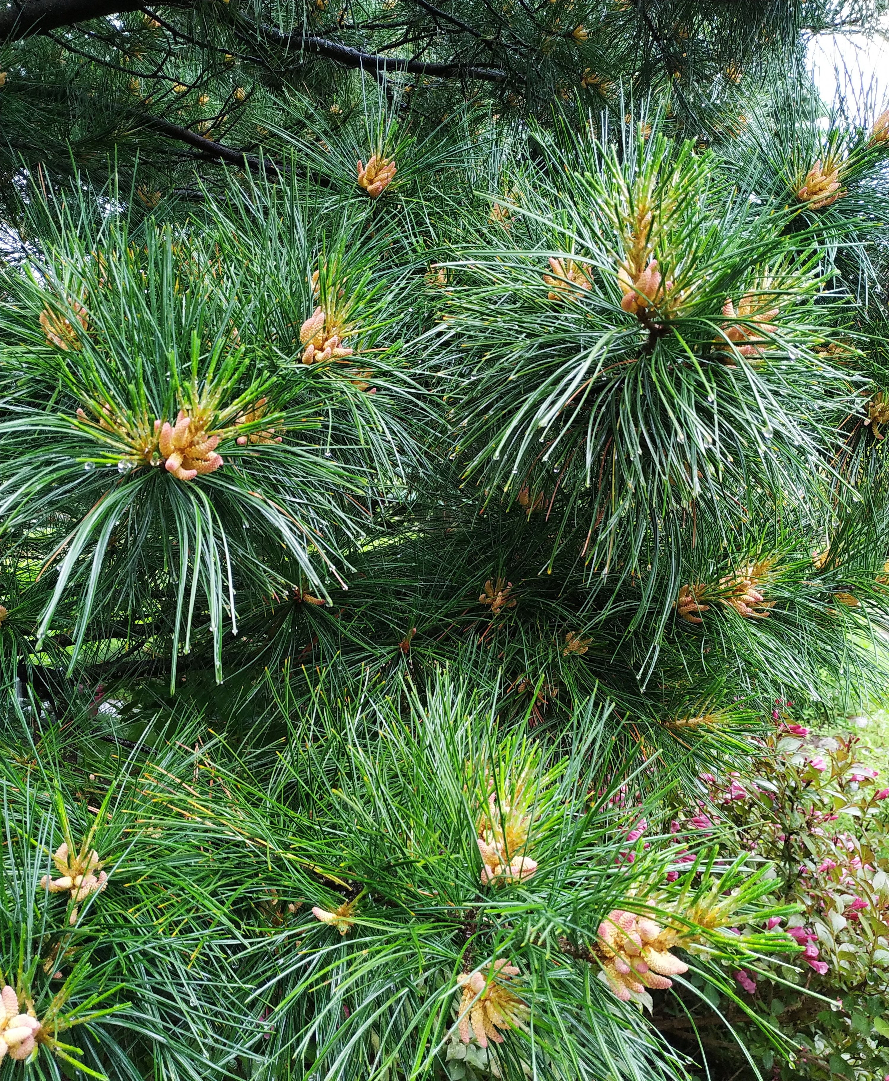 Первый слайд