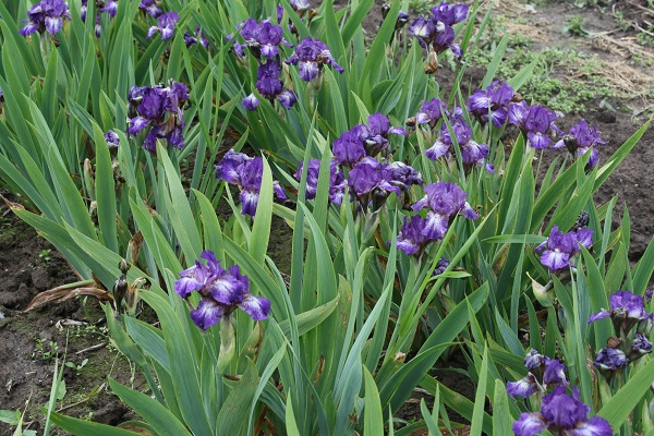 Первый слайд