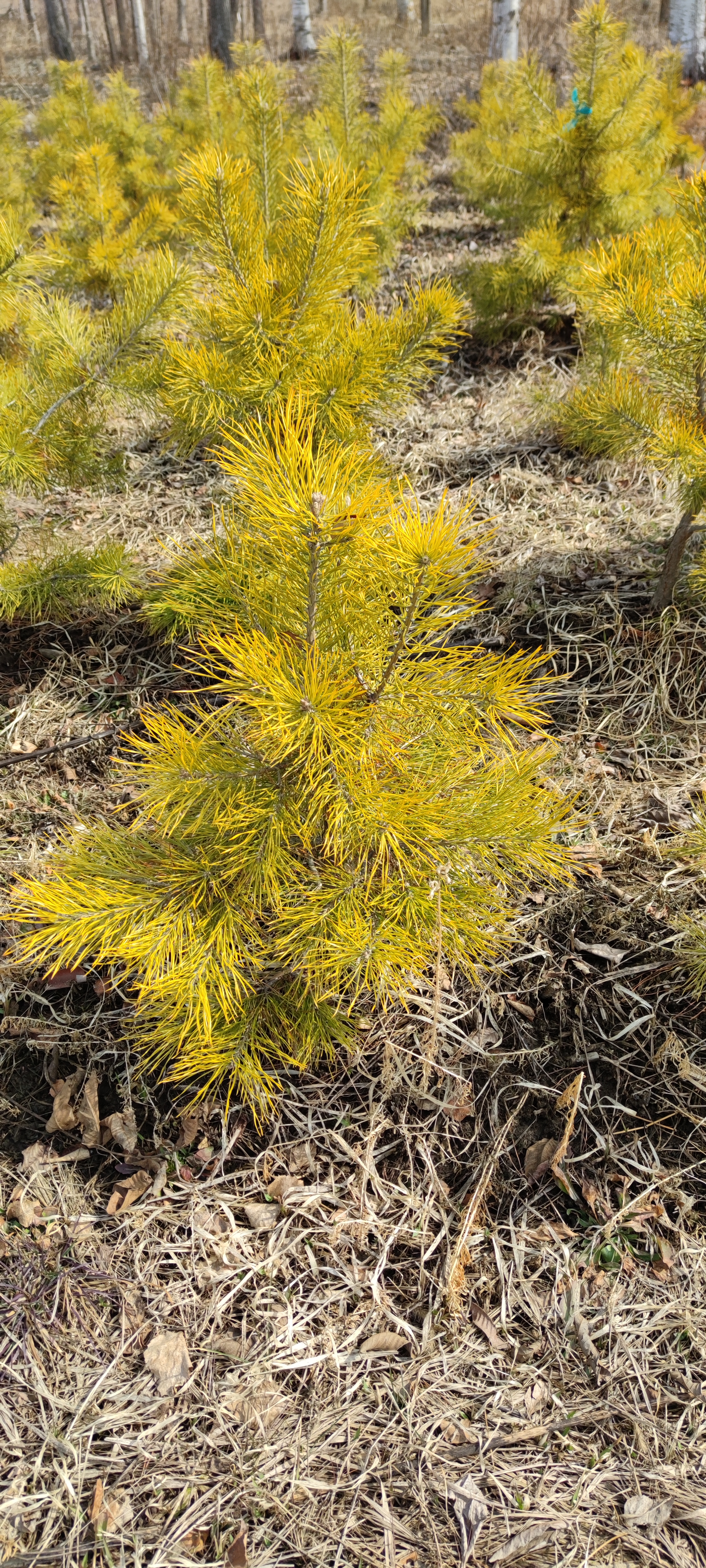 Первый слайд