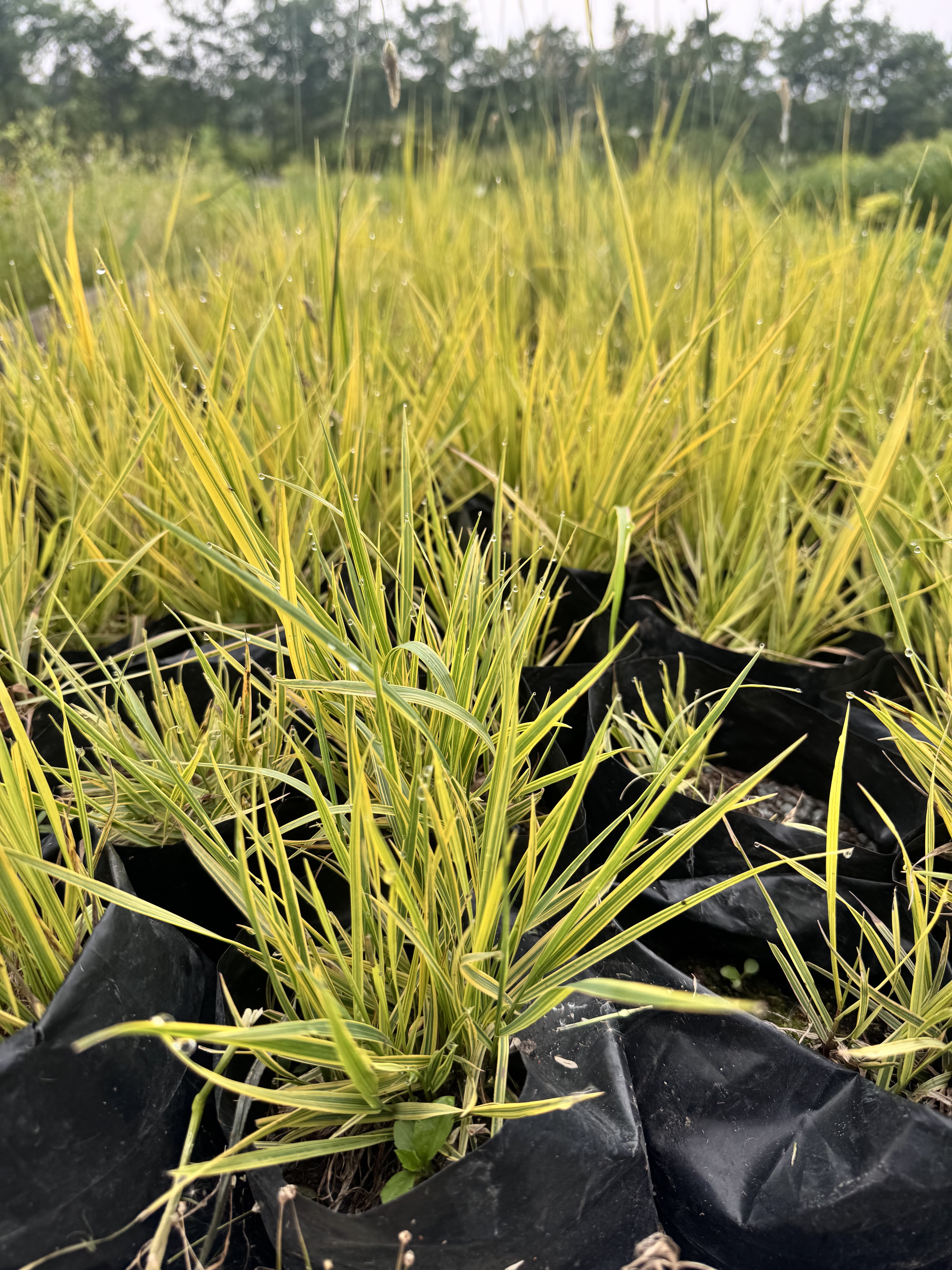 Первый слайд