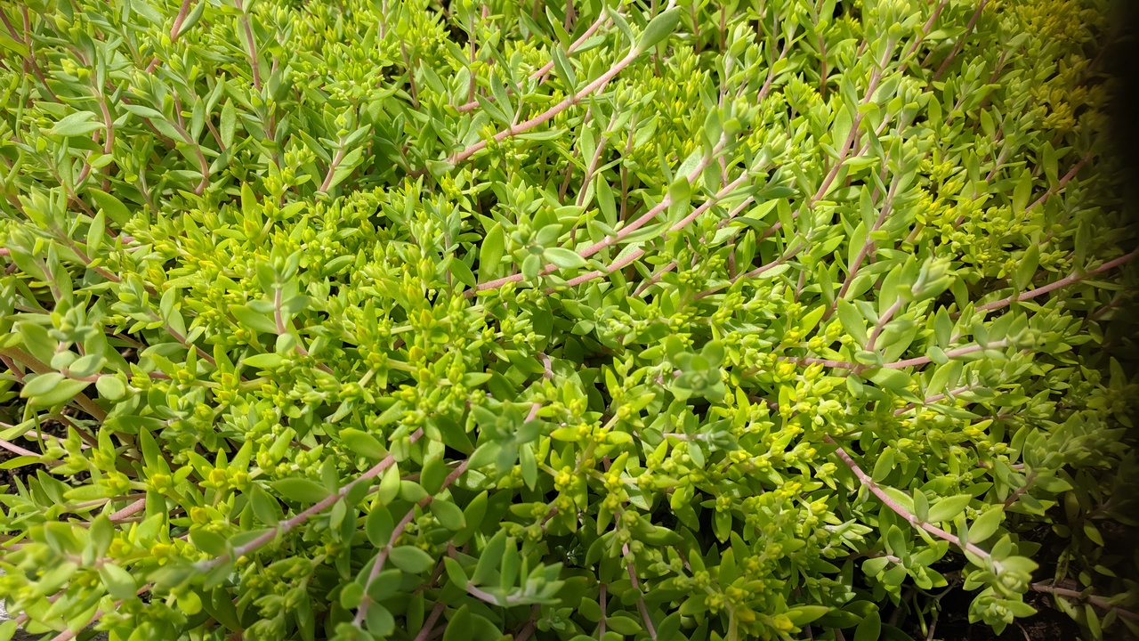 Первый слайд