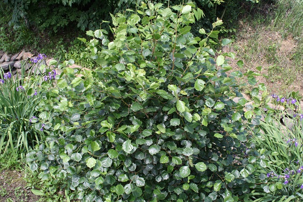 Первый слайд