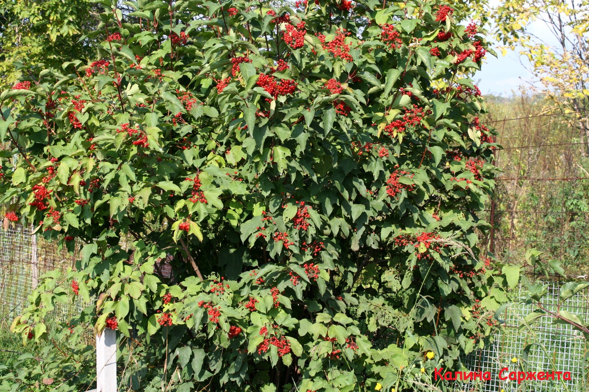 Первый слайд