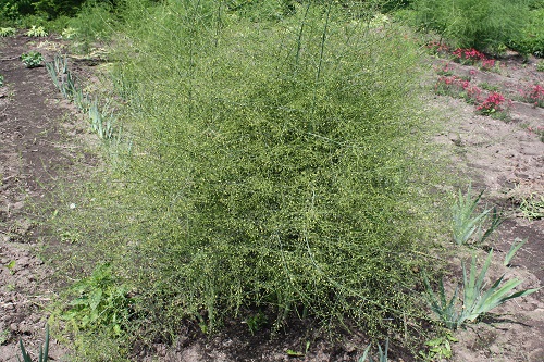 Первый слайд