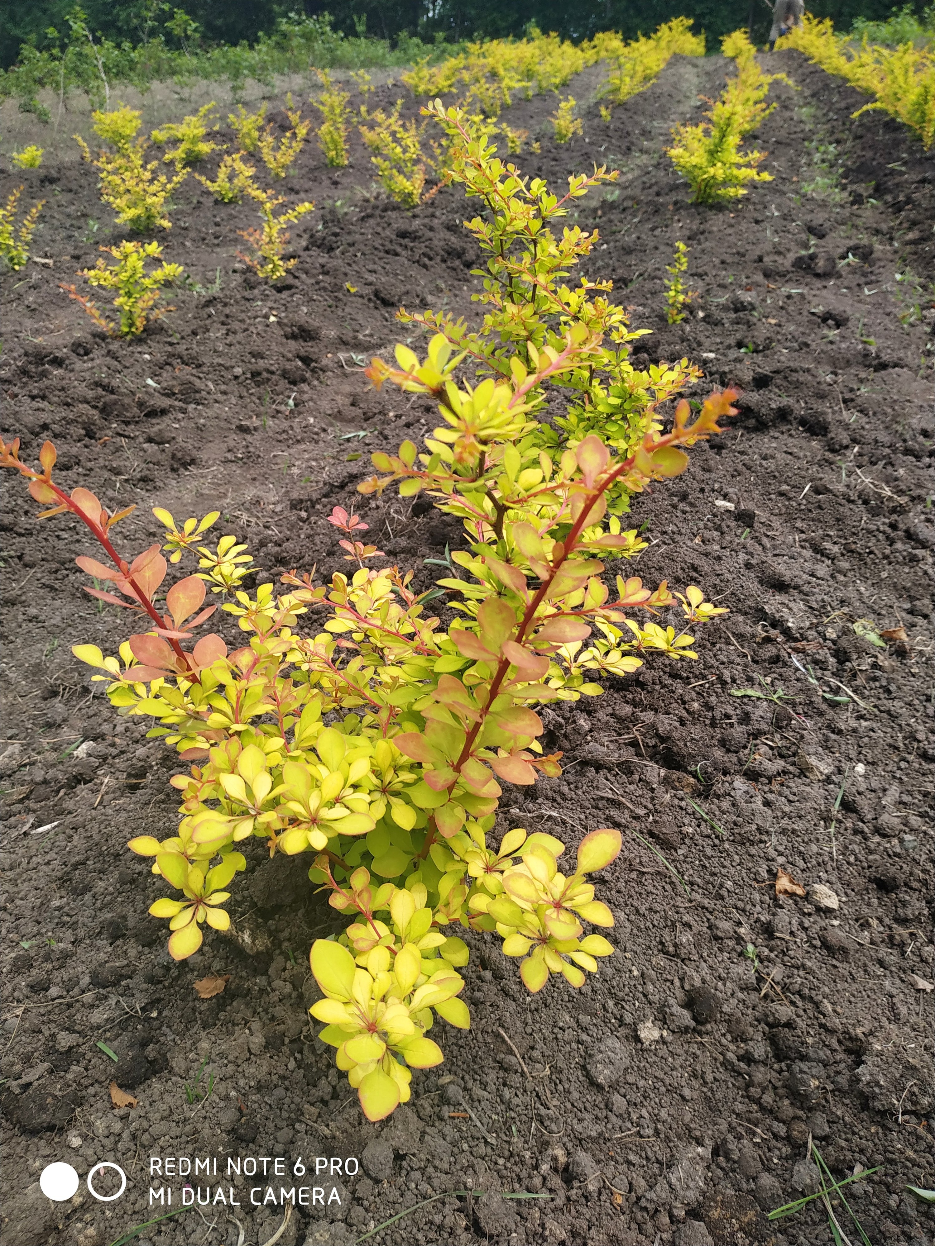 Первый слайд