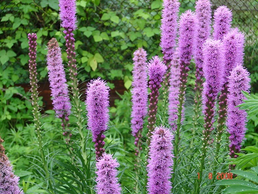 Первый слайд