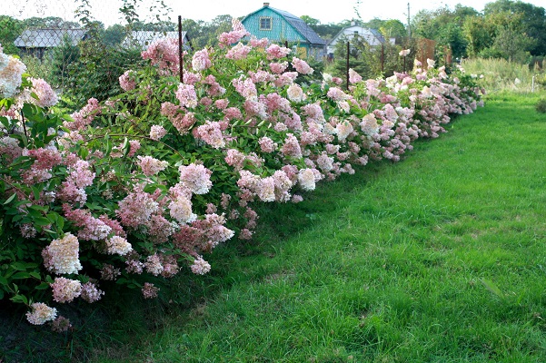 Первый слайд