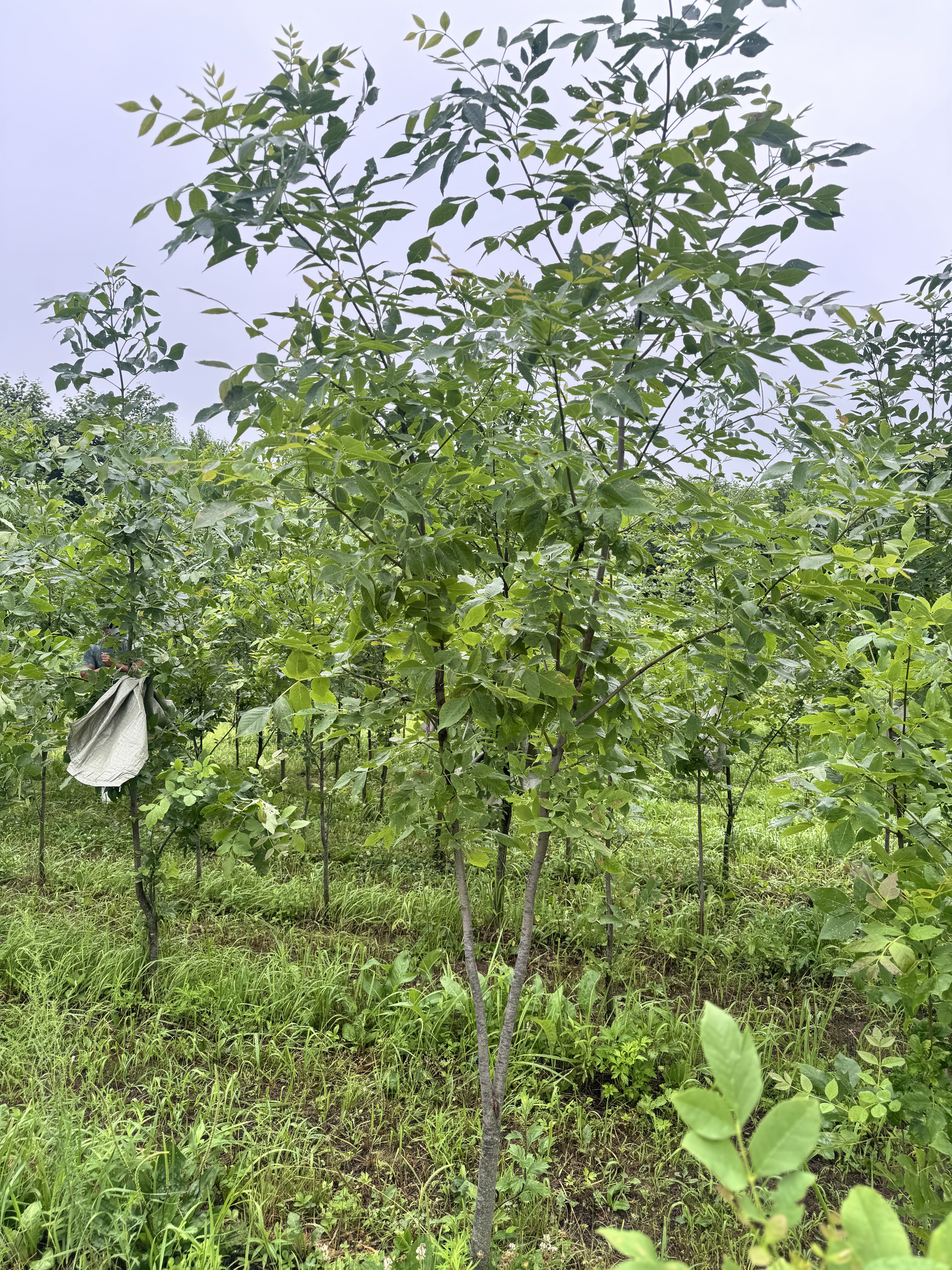 Первый слайд