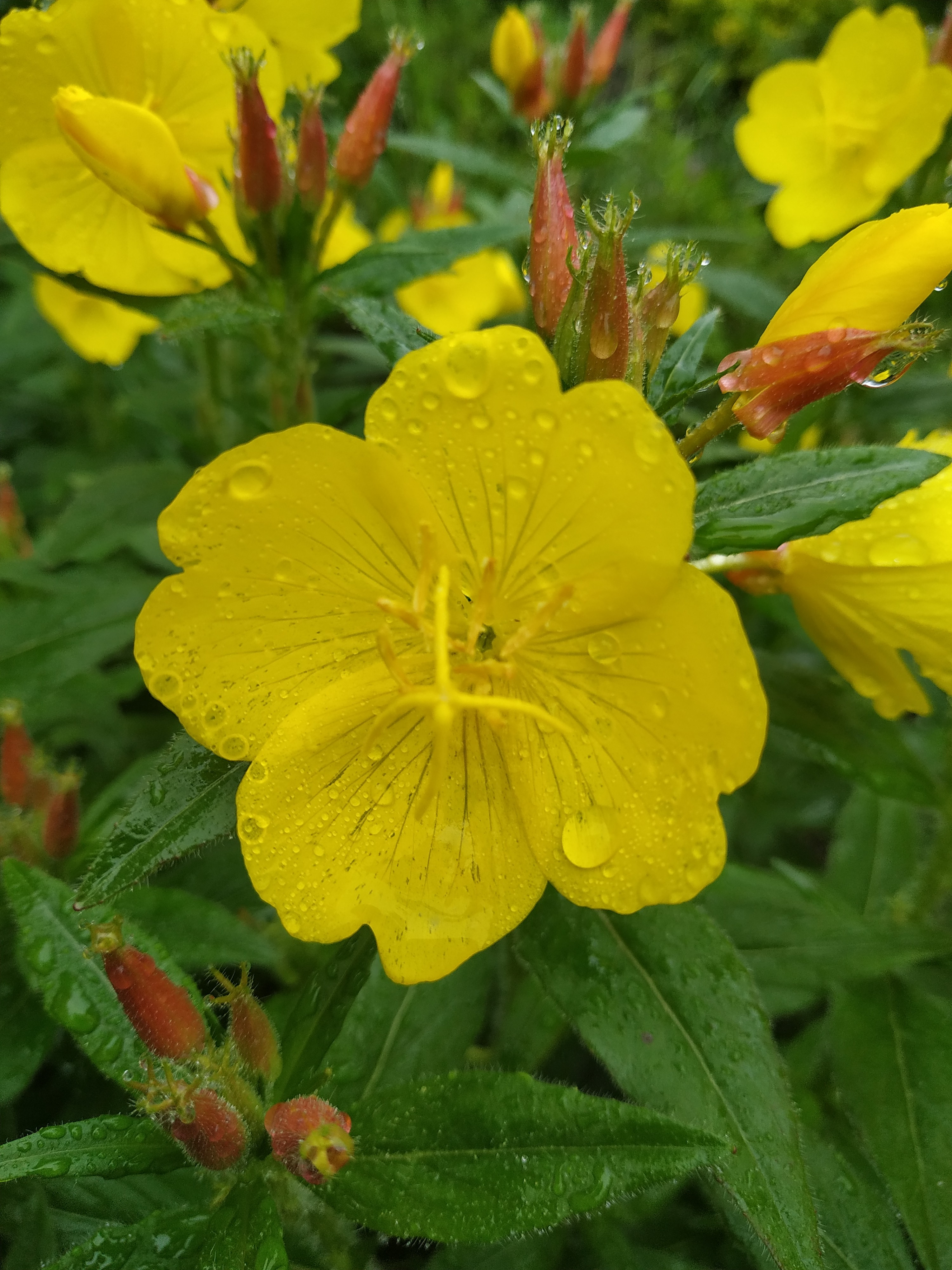 Первый слайд