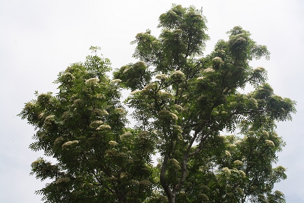 Первый слайд