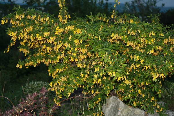 Первый слайд