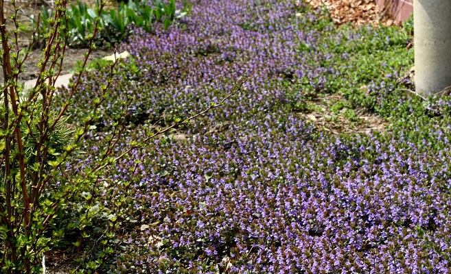 Первый слайд