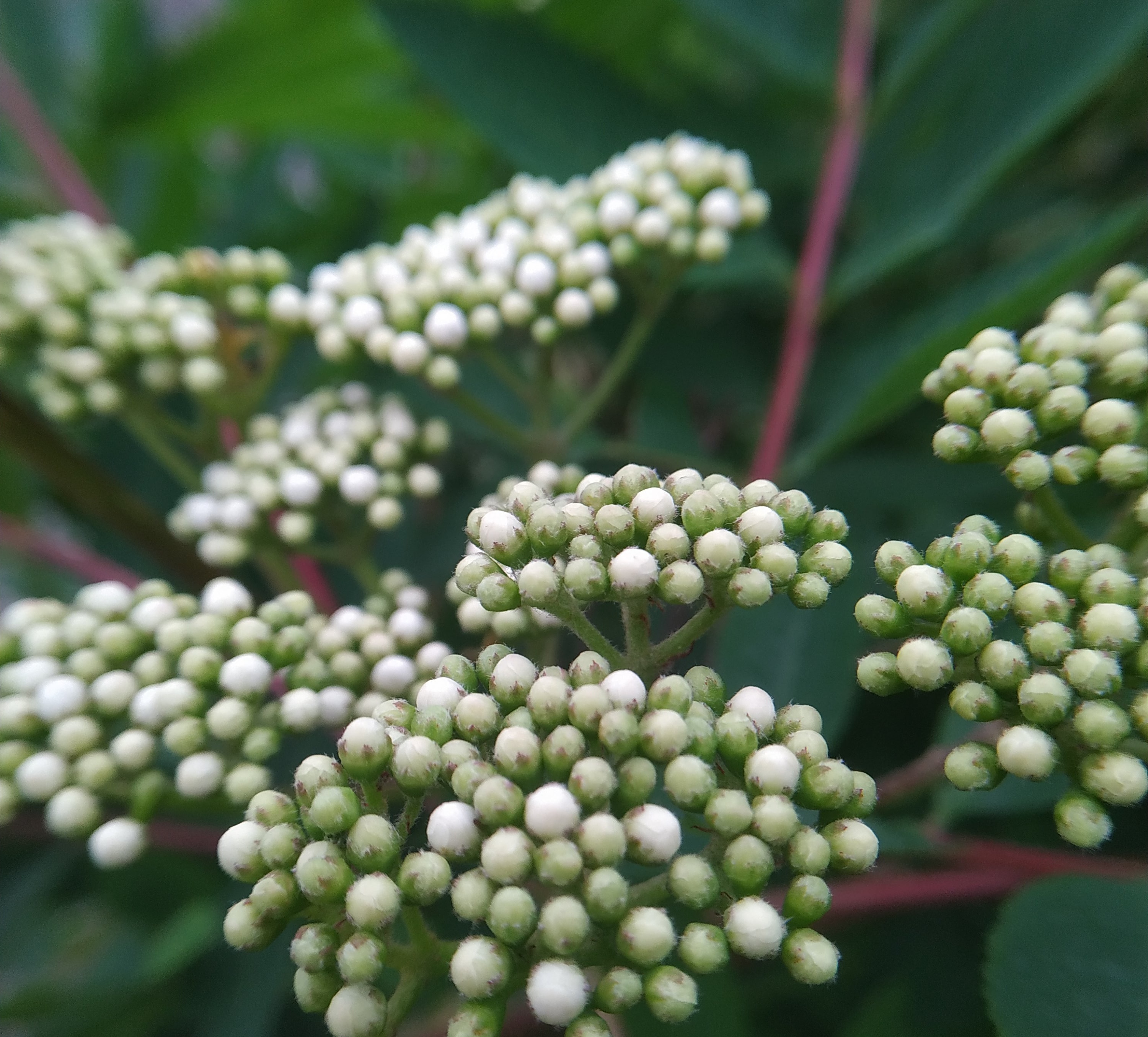 Первый слайд