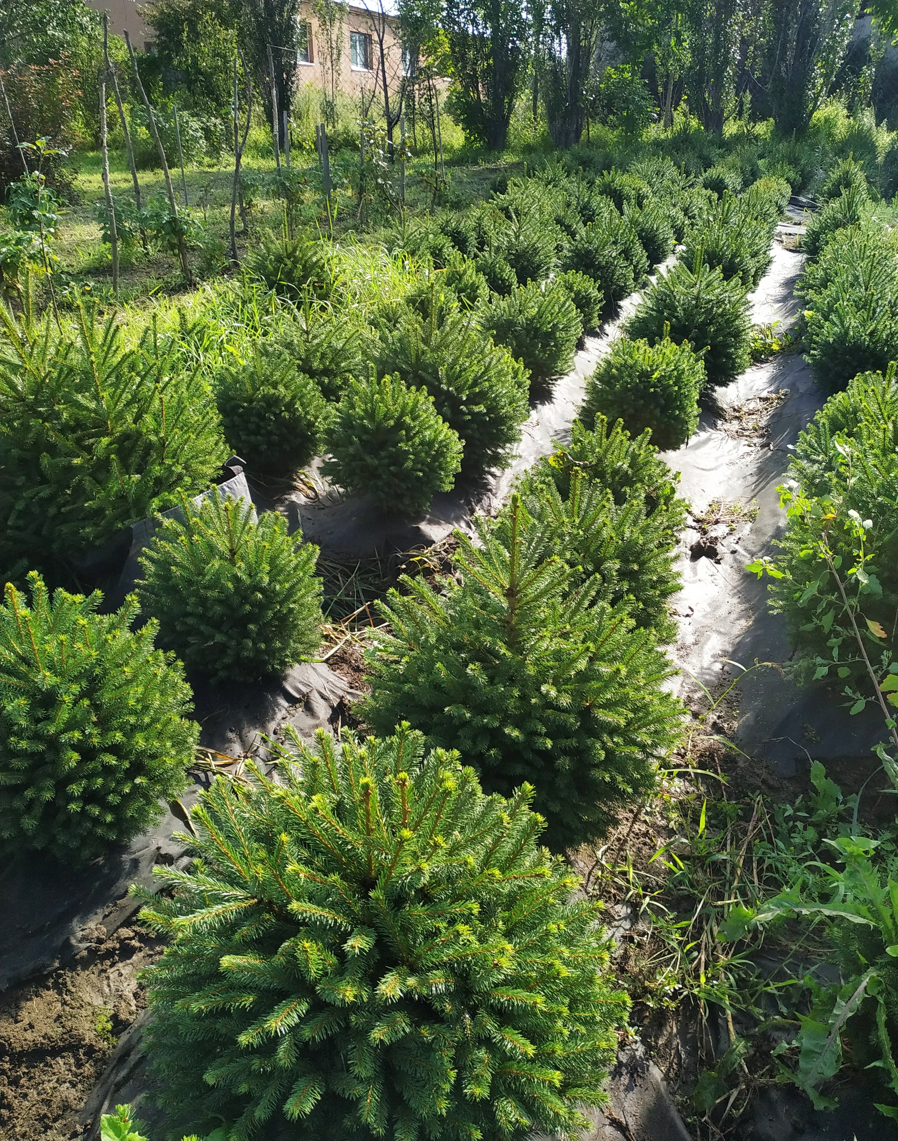 Первый слайд