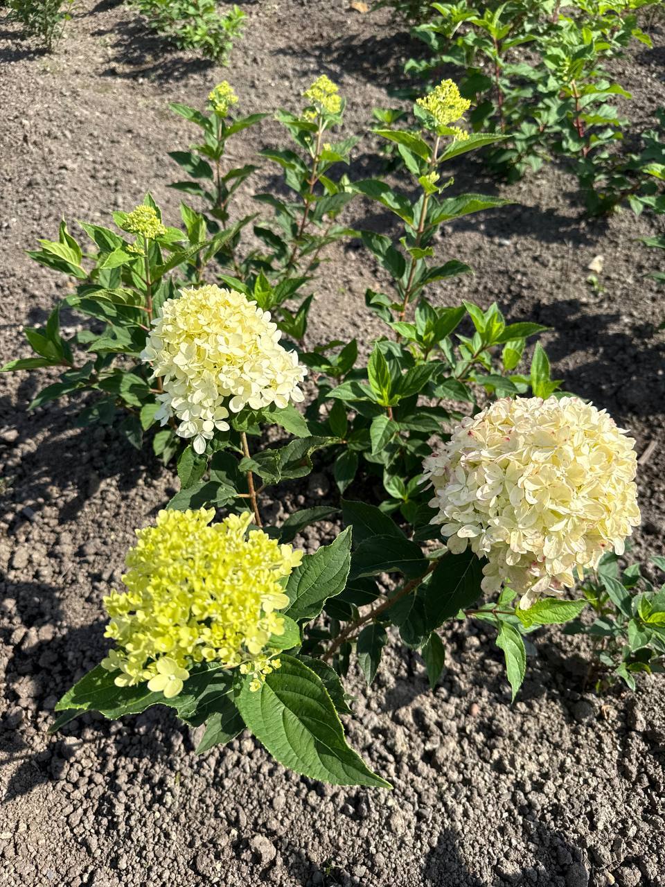 Первый слайд