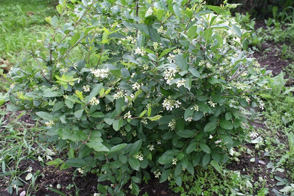 Первый слайд