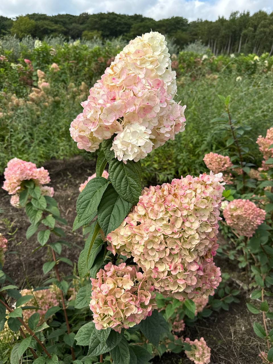 Первый слайд