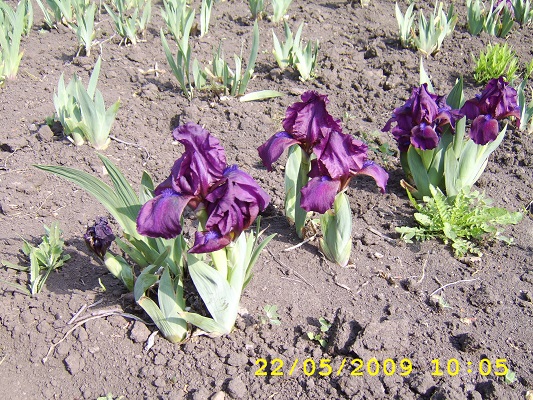 Первый слайд