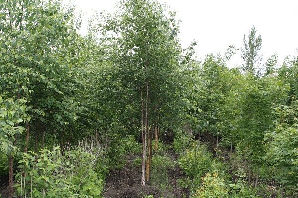 Первый слайд