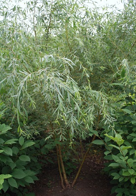 Первый слайд