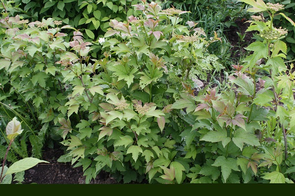 Первый слайд