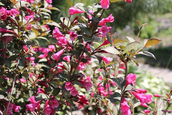 Первый слайд