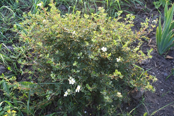 Первый слайд