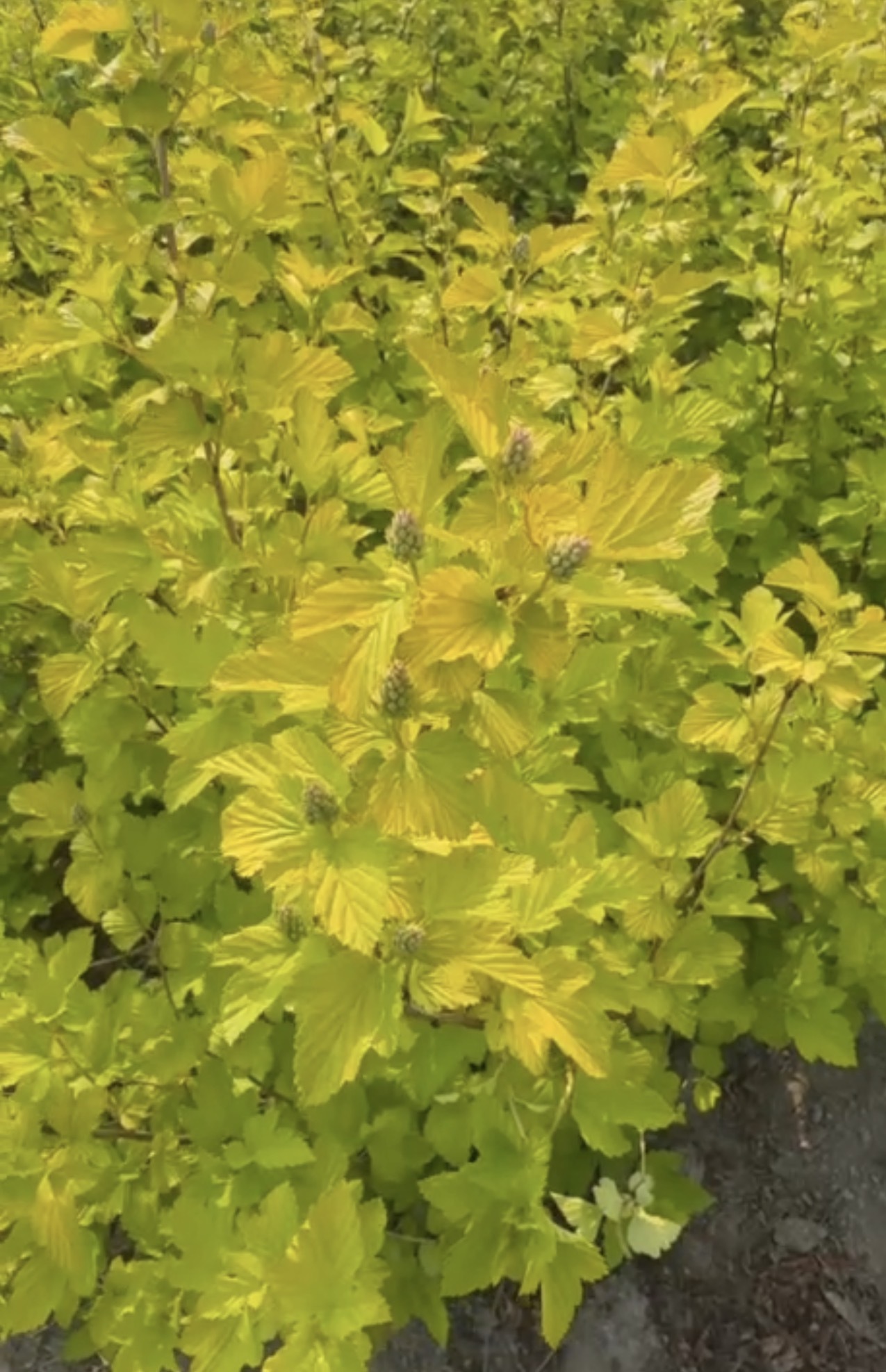 Первый слайд