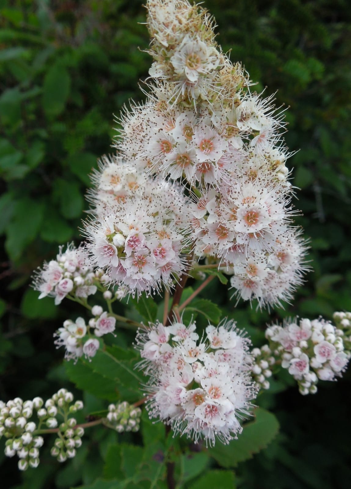Первый слайд