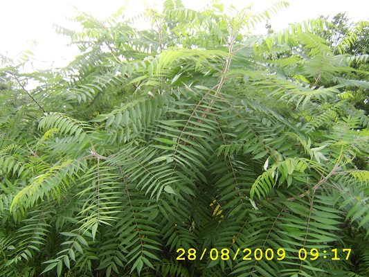 Первый слайд